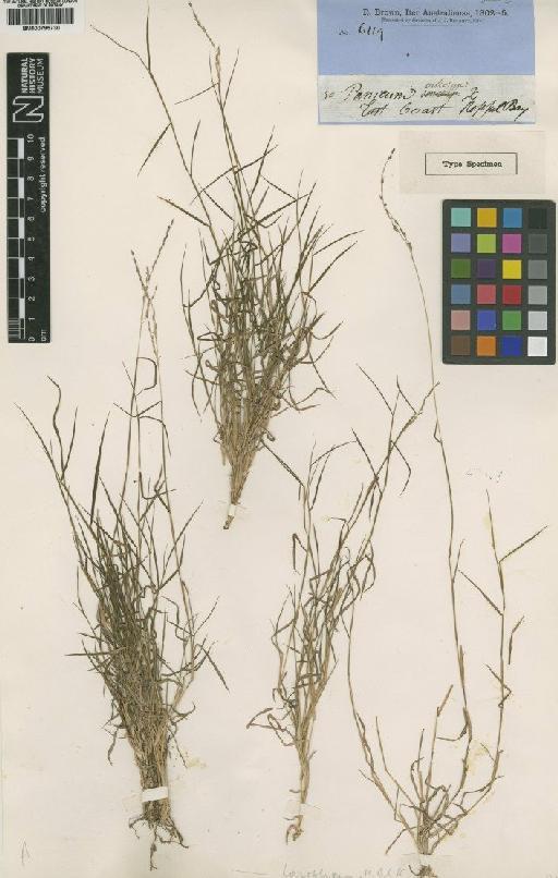 Digitaria brownii (Roem. & Schult.) Hughes - BM000795730