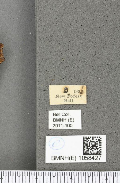 Aglais urticae (Linnaeus, 1758) - BMNHE_1058427_label_48215