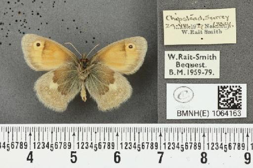 Coenonympha pamphilus ab. antipallidula Leeds, 1950 - BMNHE_1064163_25207