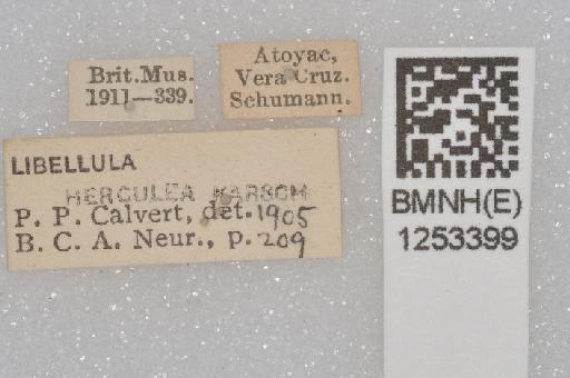 Libellula herculea Karsch, 1889 - BMNHE 1253399 Libellula herculea specimen labels