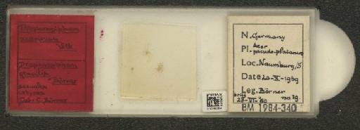 Drepanosiphum acerinum Walker, 1848 - 010180384_112842_1094047