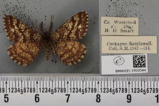 Ematurga atomaria (Linnaeus, 1758) - BMNHE_1920544_486420