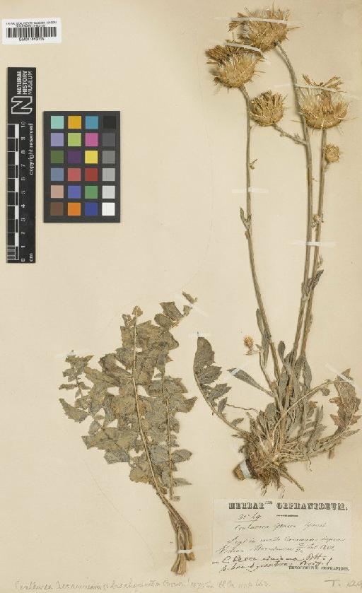 Centaurea graeca Griseb. - BM001043139