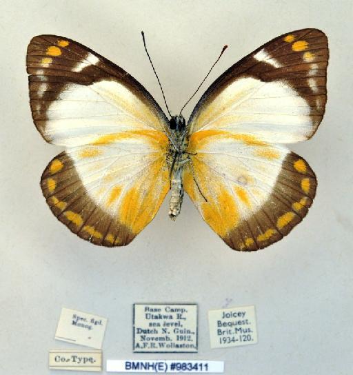 Delias dice fulvoflava Rothschild, 1916 - BMNH(E)983411_Delias dice fulvoflava_ Roths