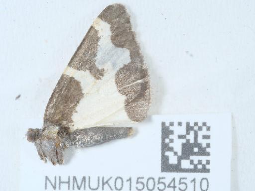 Lomaspilis marginata ab. staphylaeata Scopoli, 1763 - 015054510_1