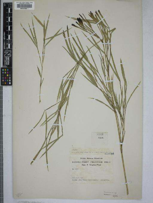 Flowering plant - 000759111