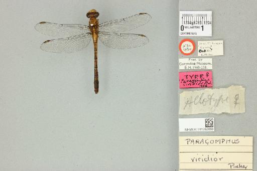 Paragomphus viridior Pinhey, 1961 - 011253659_dorsal