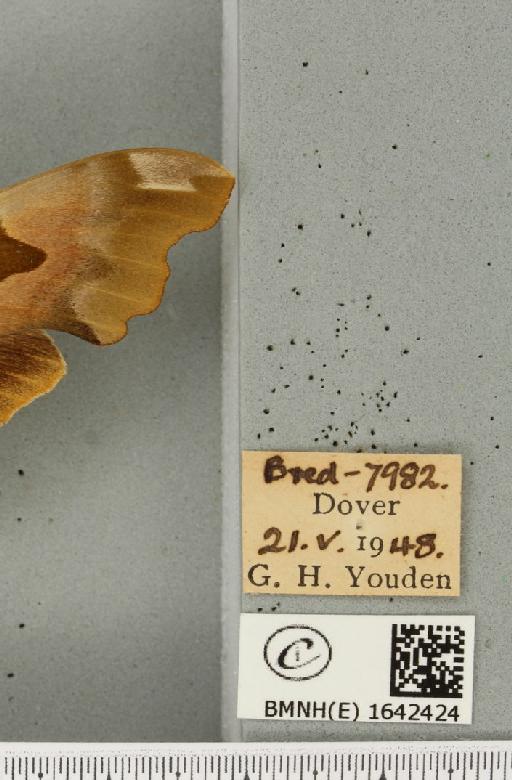 Mimas tiliae (Linnaeus, 1758) - BMNHE_1642424_label_240621