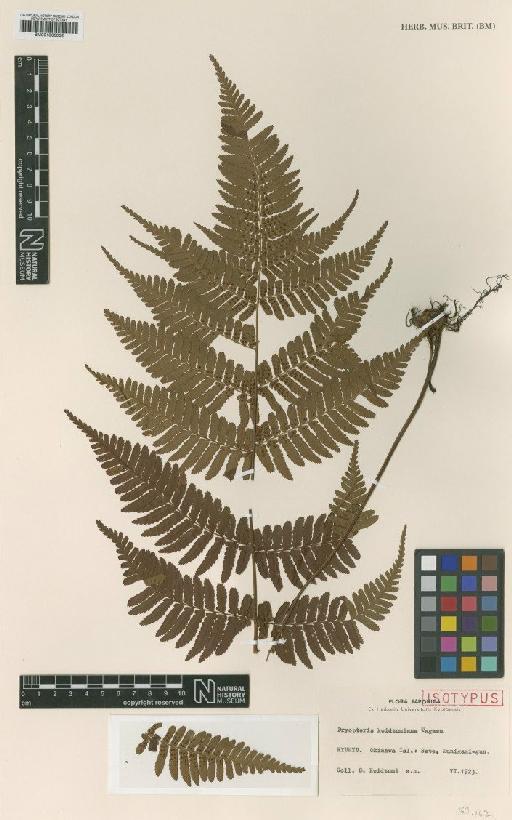 Dryopteris koidzumiana Tagawa - BM001066032