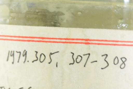 Rana siberu - Image of specimen 1979.308