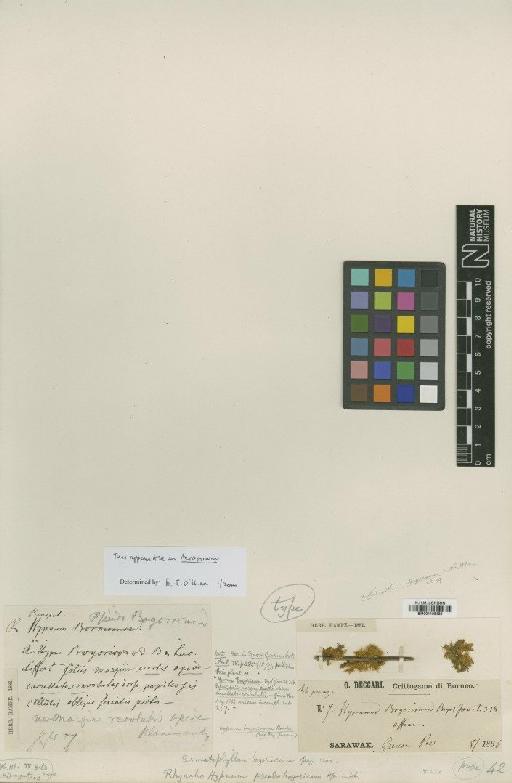 Clastobryophilum bogoricum (Bosch & Sande Lac.) M.Fleisch. - BM001108436