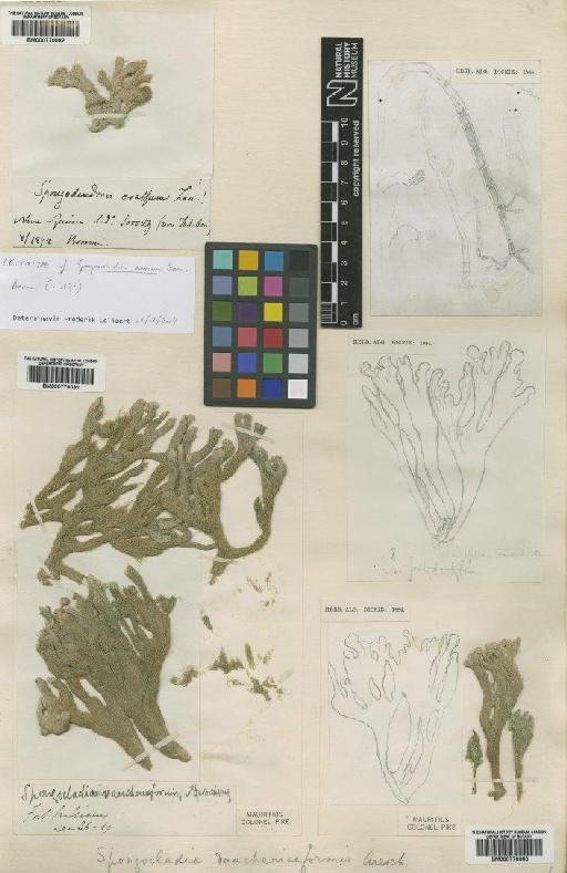 Cladophoropsis vaucheriaeformis (Areschoug) Papenfuss - BM000770082