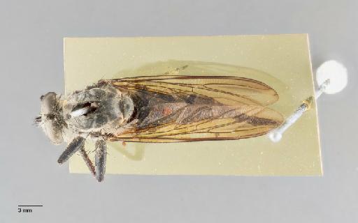 Promachus interponens (Walker, 1861) - 010863908_Trupanea interponens_Walker_HOLOTYPE_DOR