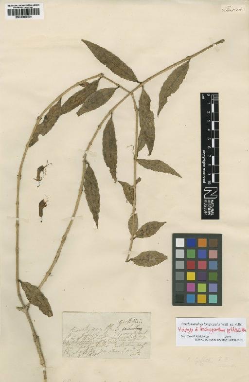 Aeschynanthus longicaulis Wall. ex R.Br. - BM000883870