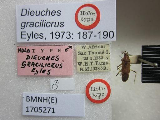 Dieuches gracilicrus Eyles, 1973 - Dieuches gracilicrus-BMNH(E)1705271-Holotype Male Labels