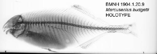 Marcusenius budgetti Boulenger, 1904 - BMNH 1904.1.20.9 - Marcusenius budgetti HOLOTYPE Radiograph