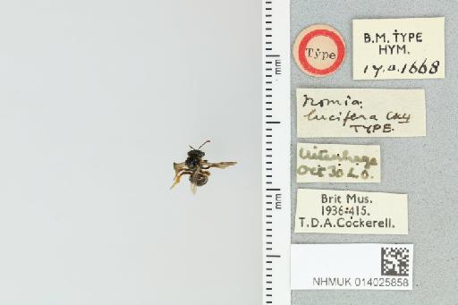 Pseudapis lucifera Cockerell, 1932 - 014025858_839193_1668450-