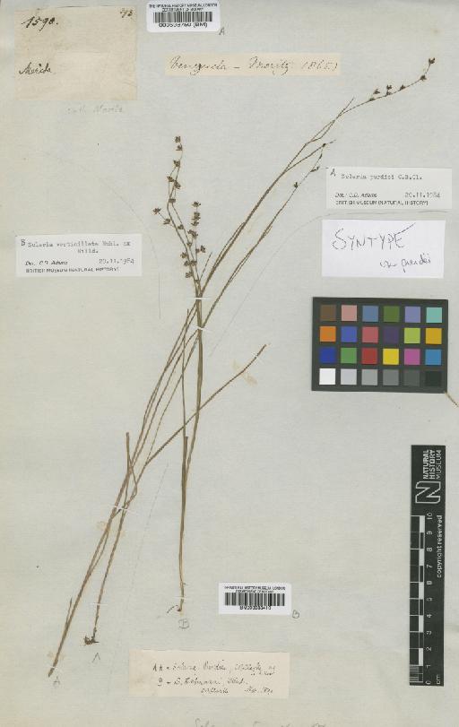 Scleria purdiei C.B.Clarke - BM000938410