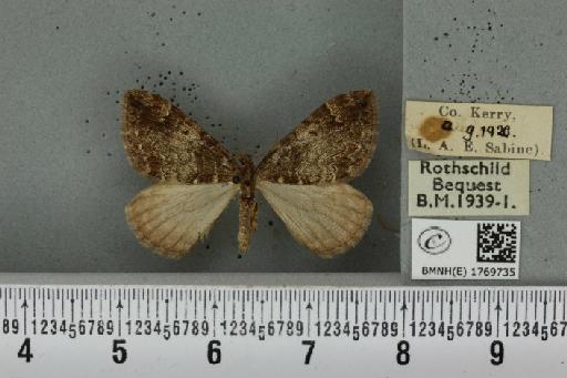 Dysstroma truncata truncata (Hufnagel, 1767) - BMNHE_1769735_350503