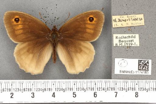 Maniola jurtina iernes ab. transformis Leeds, 1950 - BMNHE_1174183_38794
