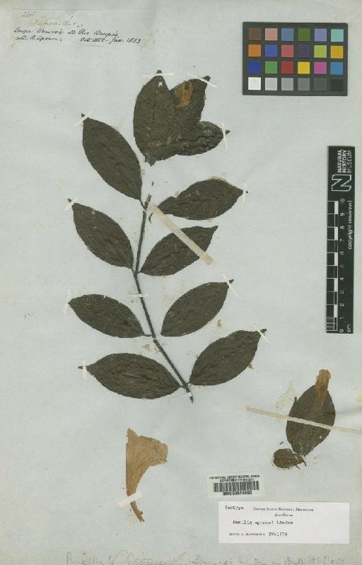 Ruellia sprucei Lindau - BM000624860