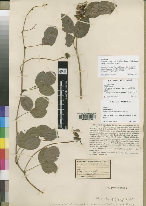 Sphenostylis marginata subsp. obtusifolia (Harms) Verdc. - BM000630158