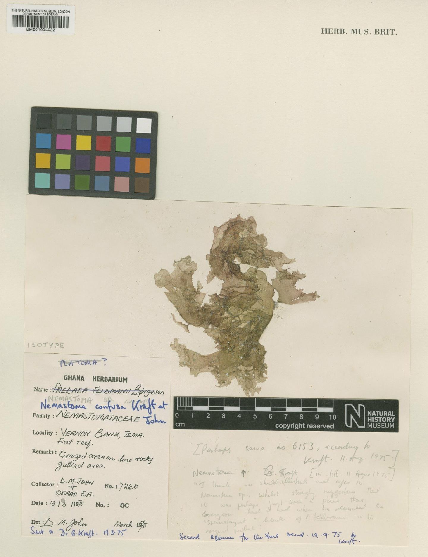 To NHMUK collection (Platoma confusum (Kraft & D.M.John) Gabriel & Fredericq; Isotype; NHMUK:ecatalogue:746591)