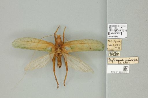 Phyllomimus pallidus von Wattenwyl, 1895 - 012496561_72376_86488