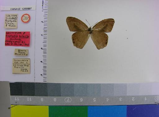 Euptychia hilaria Godman, 1901 - BMNH(E)_1266997_Cyllopsis_(Euptychia)_hilaria_Godman_HT_male_ (1)