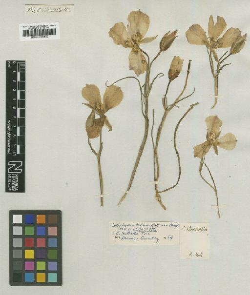 Calochortus nuttallii Torr. - BM001009906