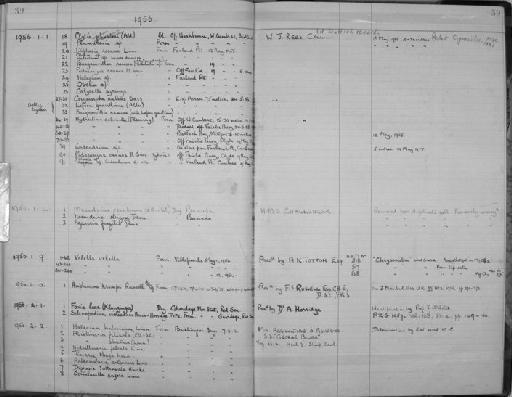 Solenopodium violaceum Broch & Horridge, 1956 - Zoology Accessions Register: Coelenterata: 1951 - 1958: page 39