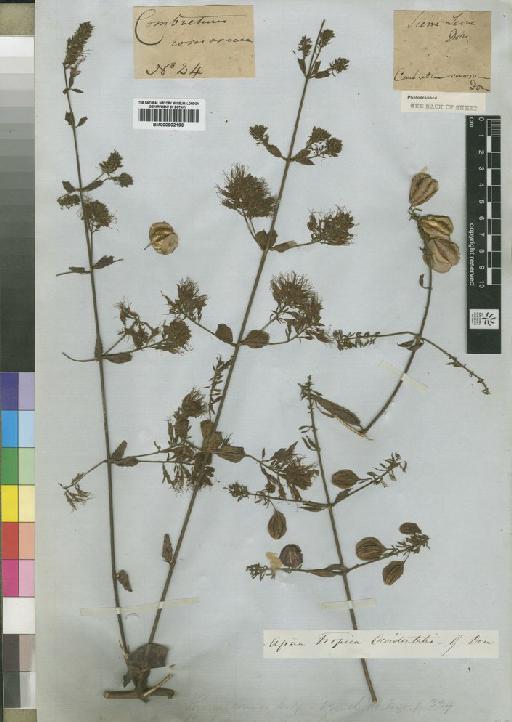 Combretum comosum G.Don - BM000902196