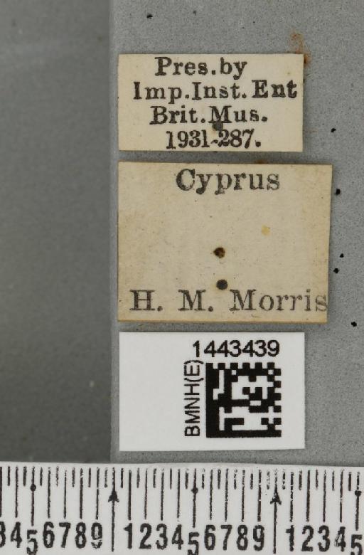 Ceratitis (Ceratitis) capitata (Wiedemann, 1824) - BMNHE_1443439_label_26834