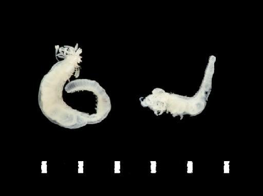 Polycirrus hotthai londono-Masa & Carrera-Parra, 2005 - 2009.5-6 ; Terebellidae; view1; Polychaeta type image project