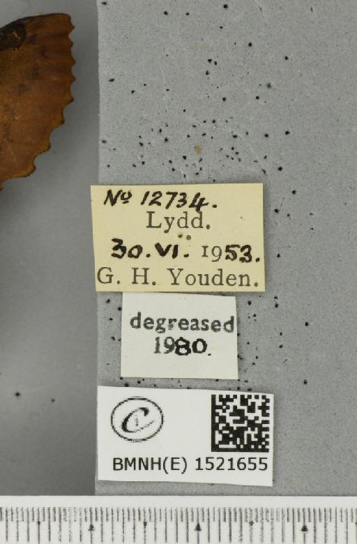 Gastropacha quercifolia (Linnaeus, 1758) - BMNHE_1521655_label_198610