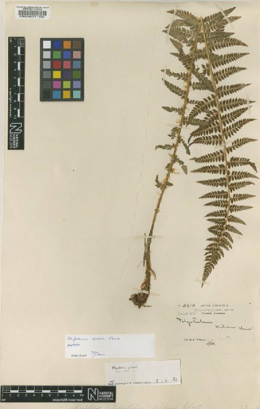 Polystichum wilsonii Christ - BM000036377