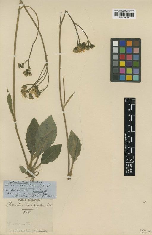 Hieracium praecurrens subsp. scotophyllum (Vuk.) Zahn - BM001047985