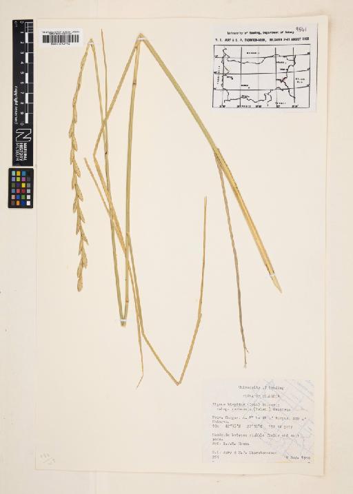 Elymus hispidus (Opiz) Melderis - 001053774