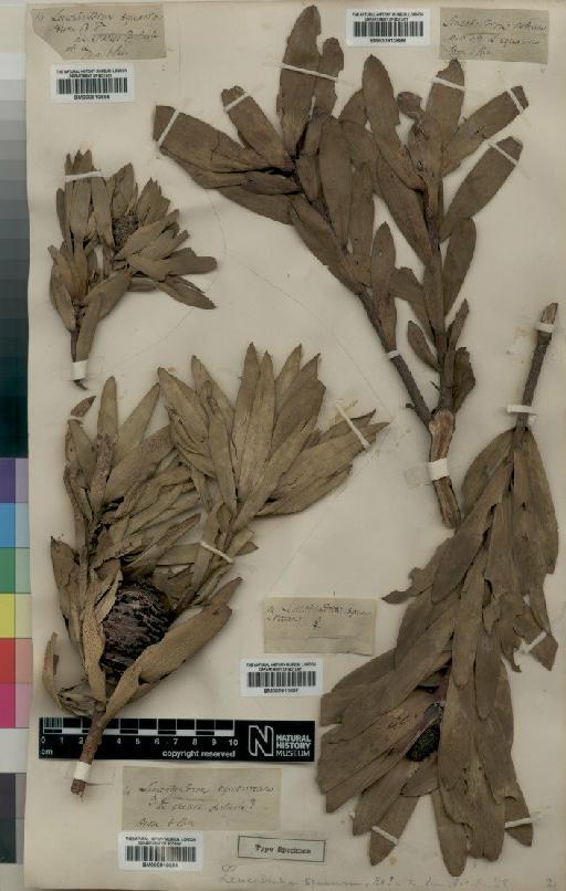 Leucadendron strobilinum (L.) Druce - BM000910687