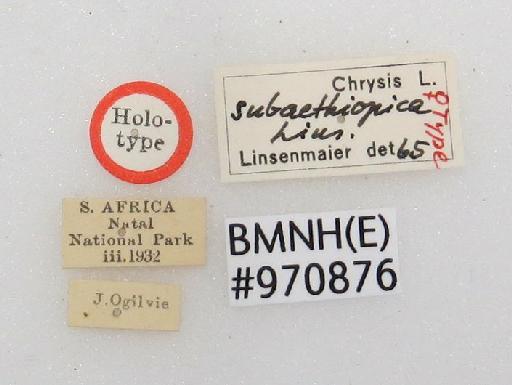 Chrysis subaethiopica Linsenmaier (ms) - Chrysis_subaethiopica-BMNH(E)#970876_type-labels