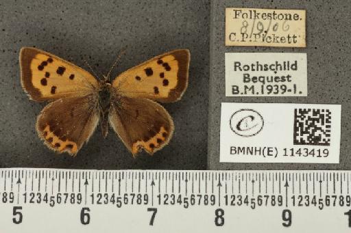 Lycaena phlaeas eleus ab. intermedia Tutt, 1896 - BMNHE_1143419_108292