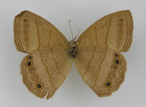 Euptychia affinis Butler, 1867 - BMNH(E)_1204754_Yphthimoides_(Euptychia)_affinis_Butler_T_female_ (3)