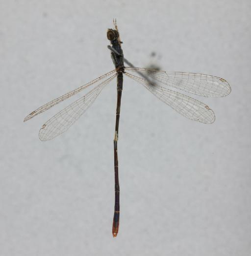 Agriocnemis angolensis Longfield, 1947 - 011253682_Agriocnemis_angolense_HT_dorsal