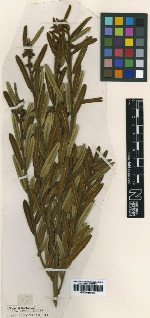 Hovea longifolia R.Br. - BM000885977
