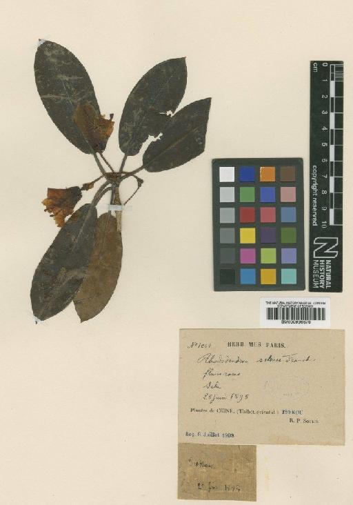 Rhododendron selense Franch. - BM000996670