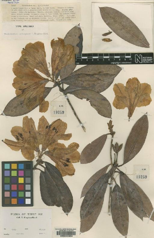 Rhododendron walongense Kingdon-Ward - BM000606890