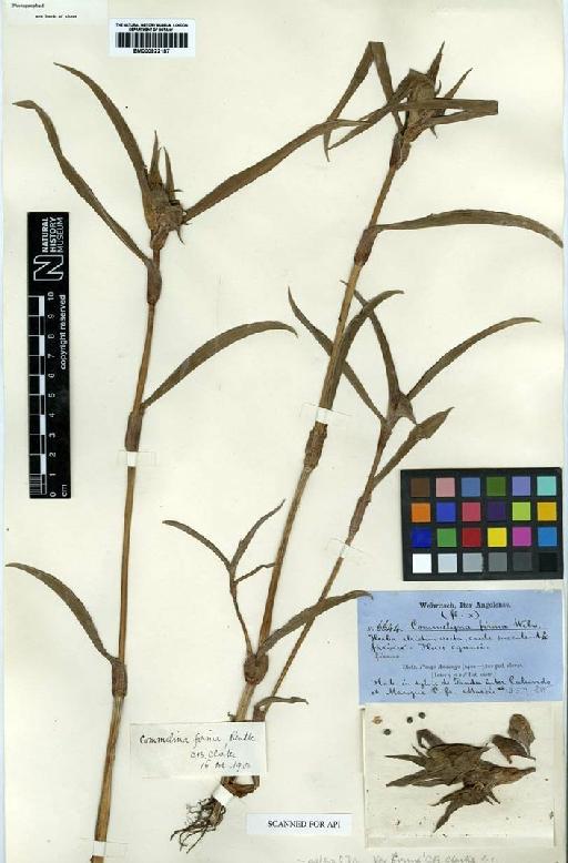 Commelina aspera Benth. - BM000922187