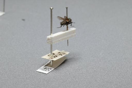 Sarcophaga (Myorhina) nigriventris Meigen, 1826 - 015091908_additional_1