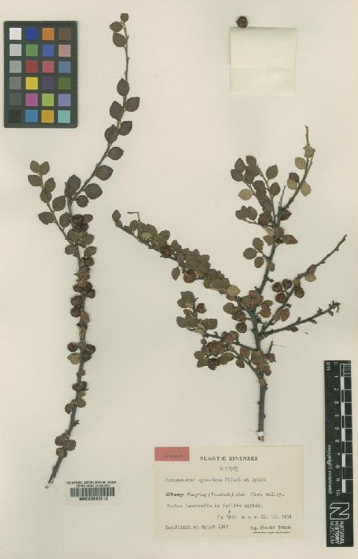Cotoneaster splendens Flinck & B.Hylmo - BM000602218