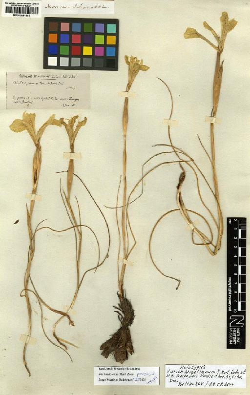 Iris heracleana (J.Mart.Rodr. & M.B.Crespo) Fennane - BM000881516